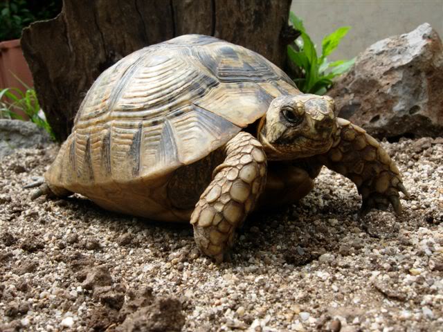 影响希腊陆龟在西班牙东南部分布的因素-+沼泽