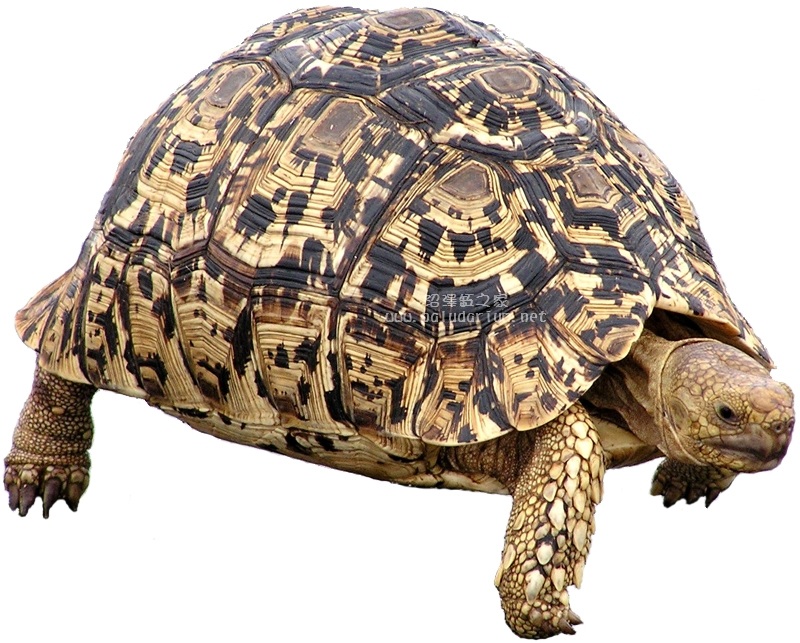 豹龟( stigmochelys pardalis )可说是非洲大陆上分布最广的陆龟了